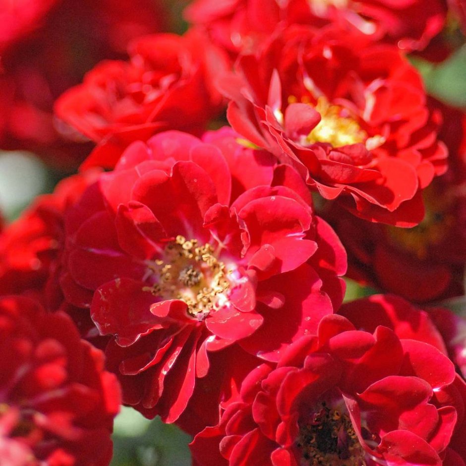 Роза Фейри красная почвопокровная