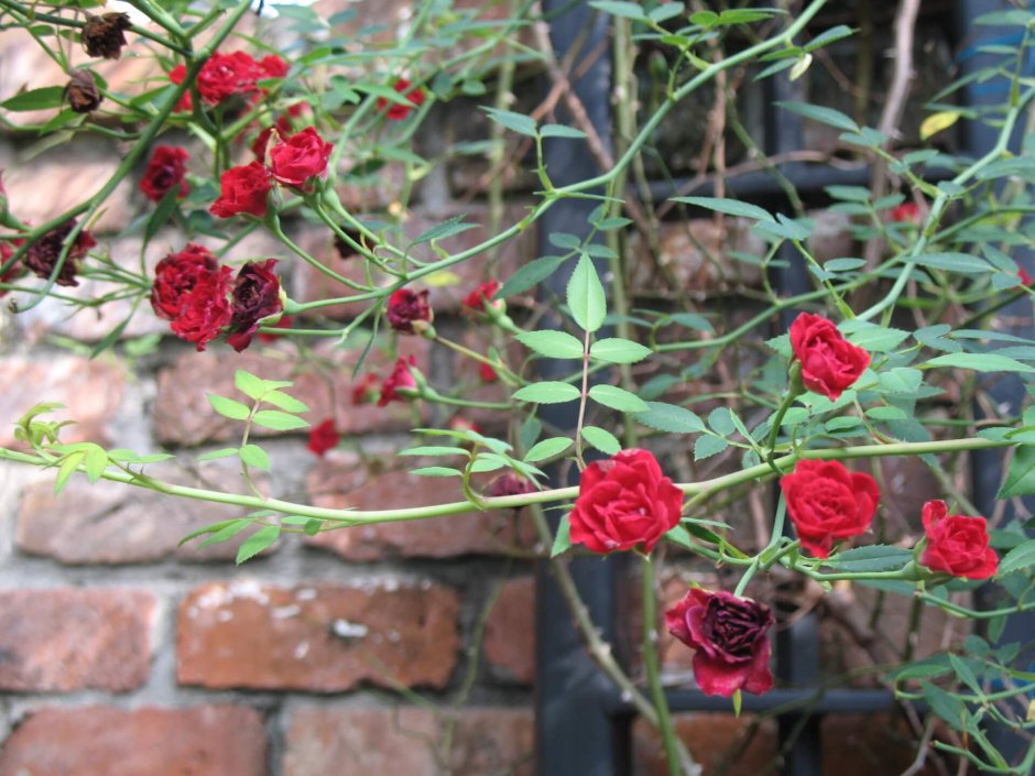 Red Cascade роза