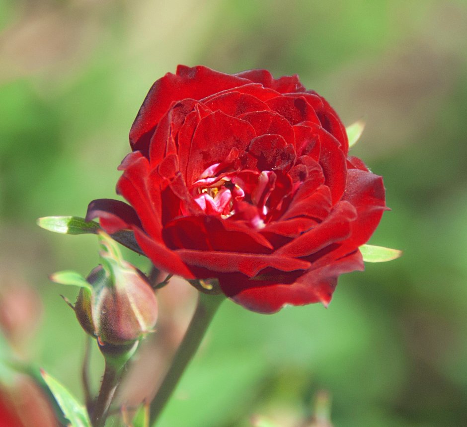 Роза Red Meidiland