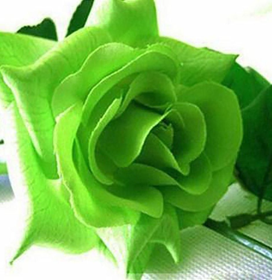 Розы салатового цвета