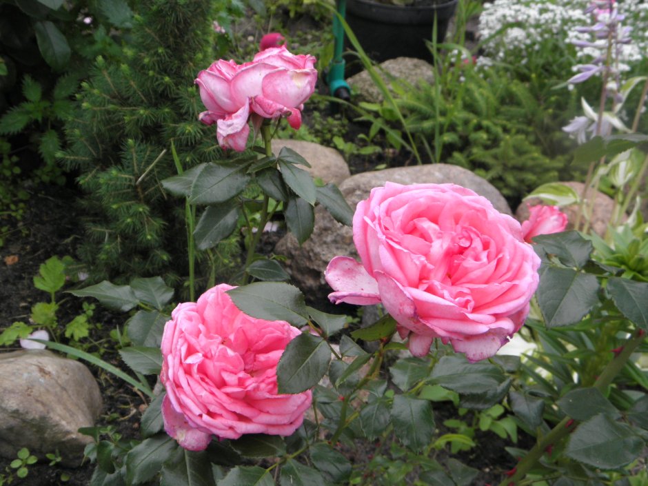 Roseraie du Chatelet роза