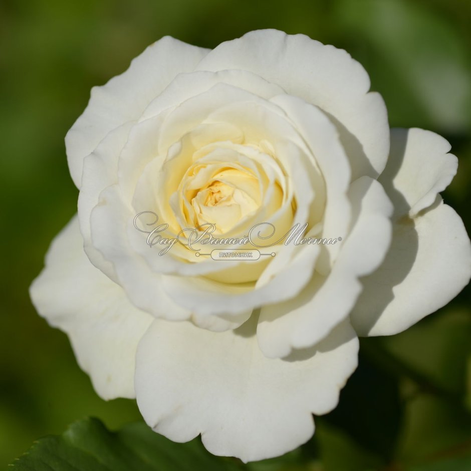 Clos fleuri Blanc роза