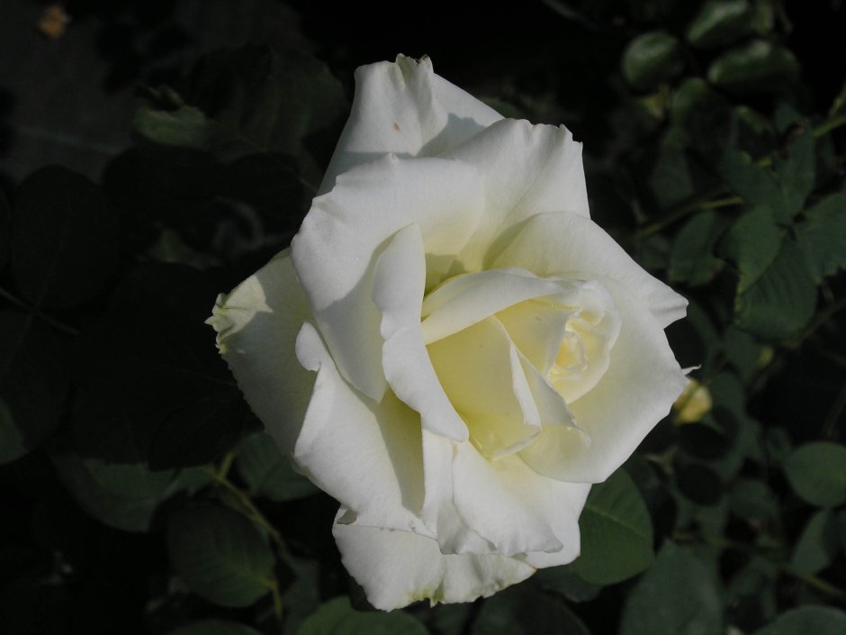 Роза ля Нина