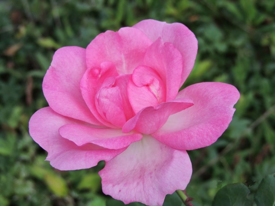 Роза флорибунда Дойче велле