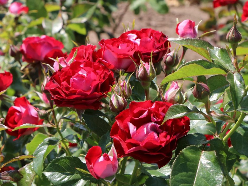 Роза Розе де Анхайт