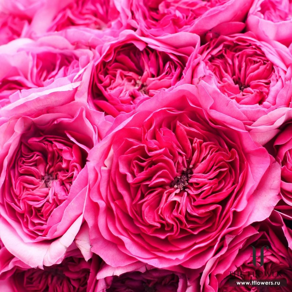 Роза Остина розовая баронесса