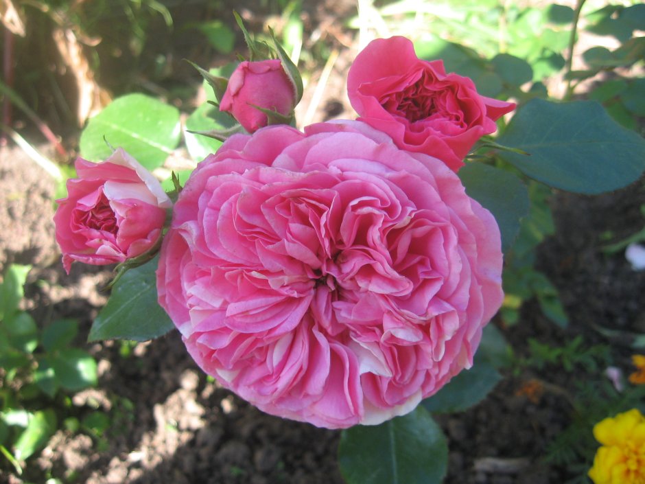 Роза флорибунда Baronesse