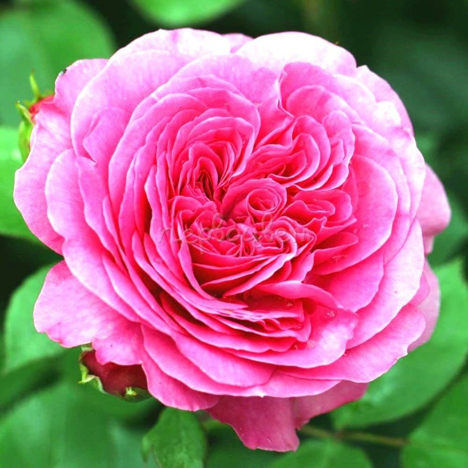 Баронесса Baronesse роза