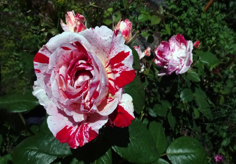 Роза флорибунда Дольче Вита 1
