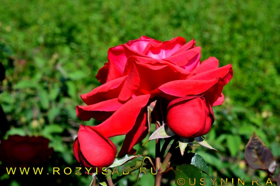 Мессир Дельбар (Messire Delbard) роза