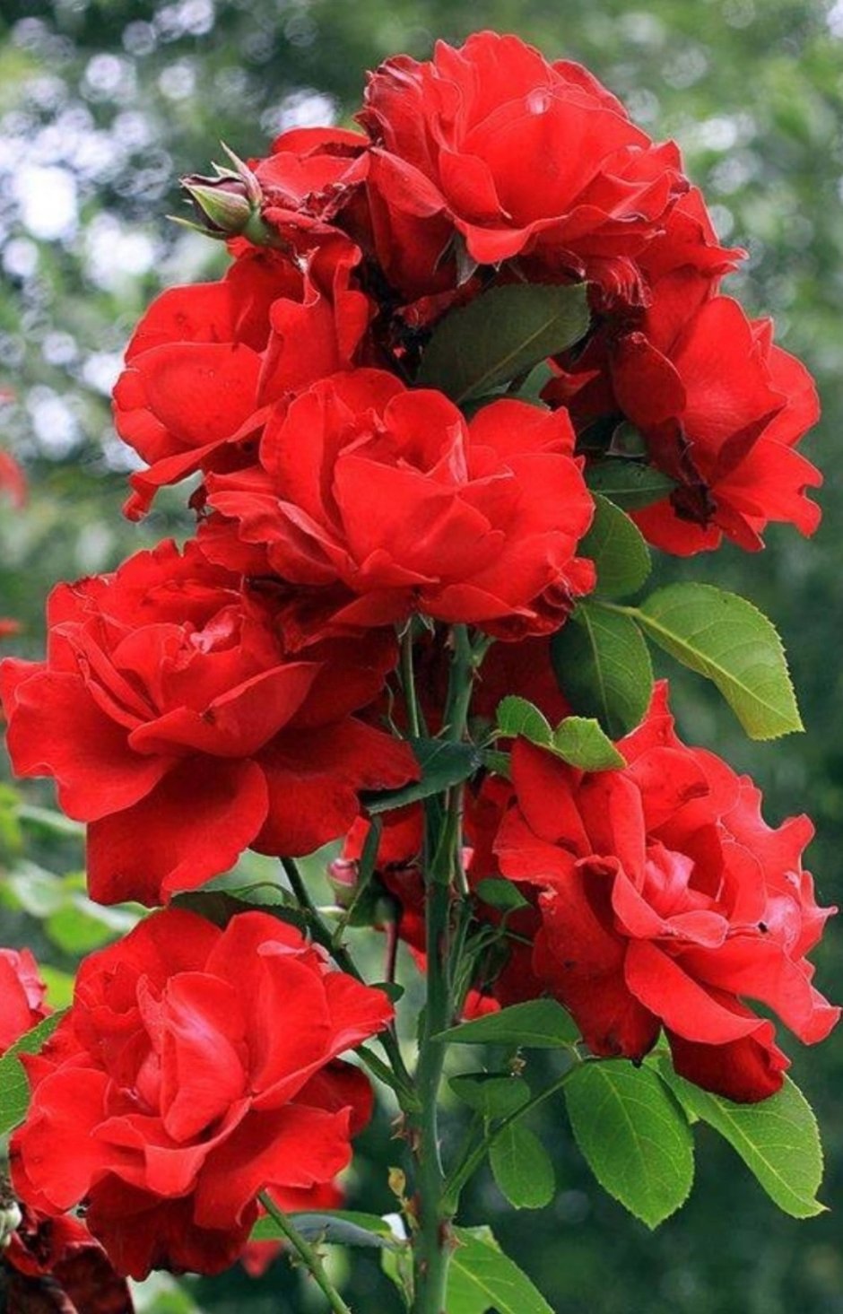 Роза Парковая Грандесса