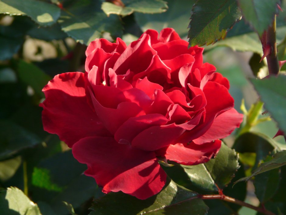 Мессир Дельбар (Messire Delbard) роза