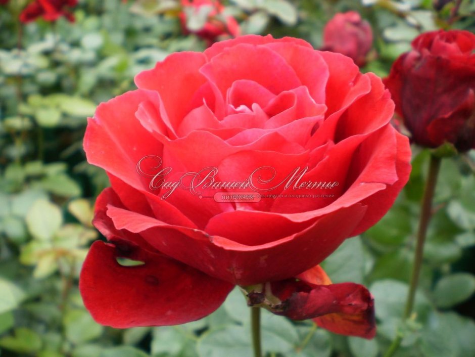 Роза сорта Жак Превер