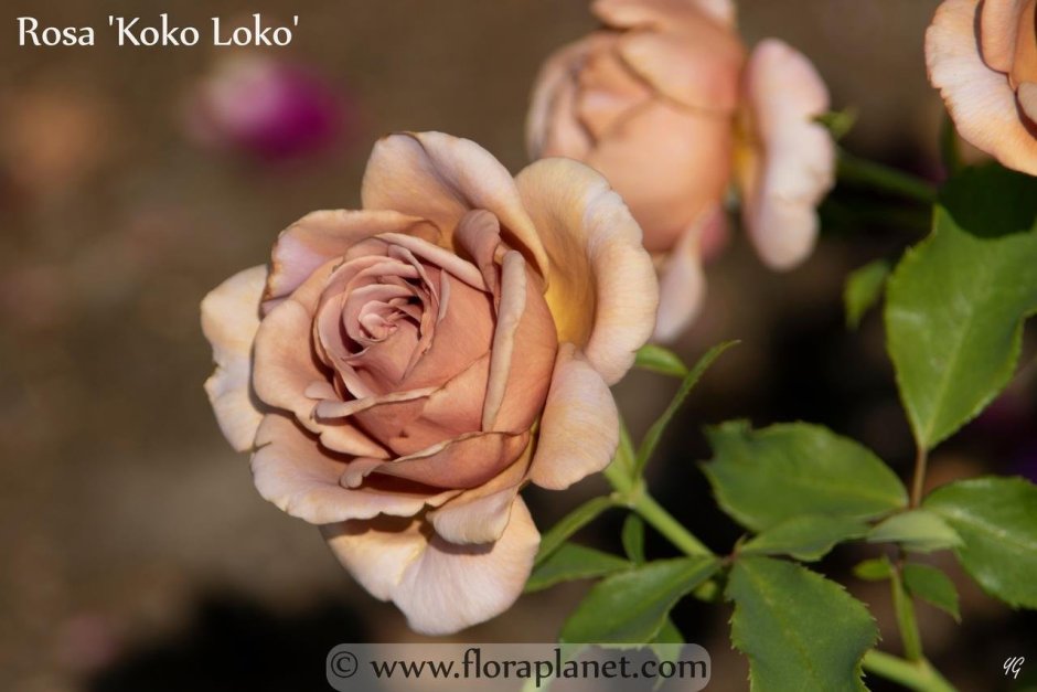 Роза Коко Локо в саду