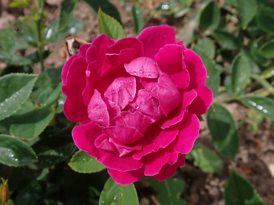 Роза чайно-гибридная черри леди