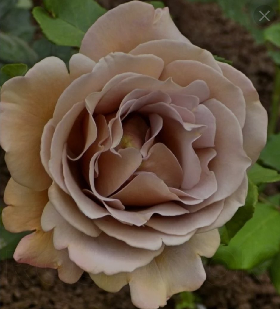 Роза флорибунда Коко Локо