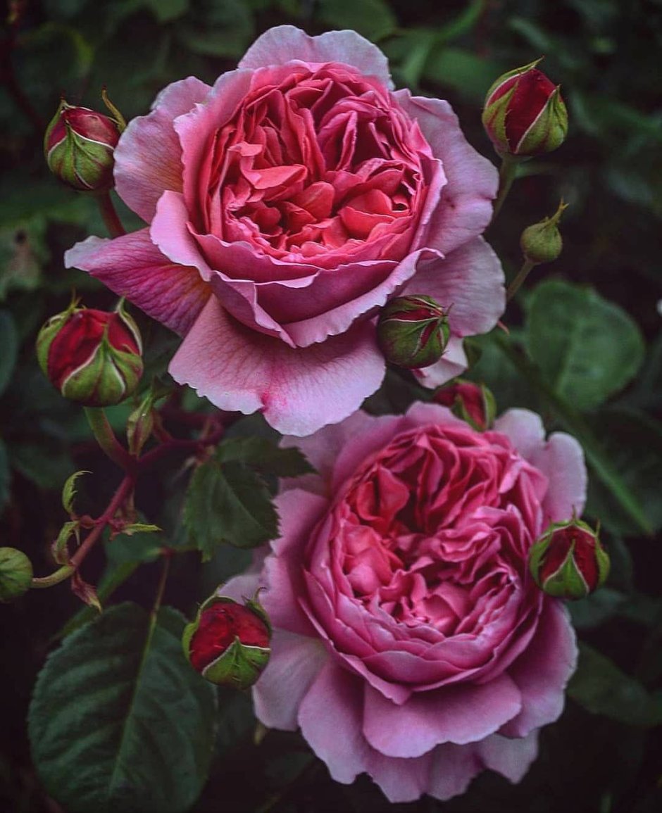 Роза английская принцесса Александра оф Кент