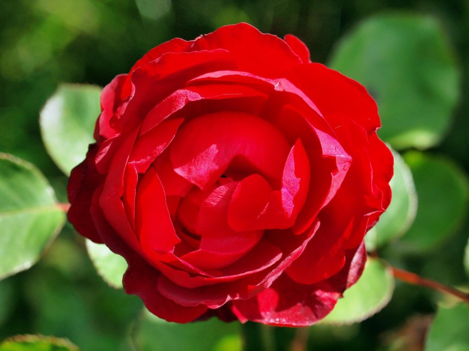 Роза флорибунда Lilli Marleen