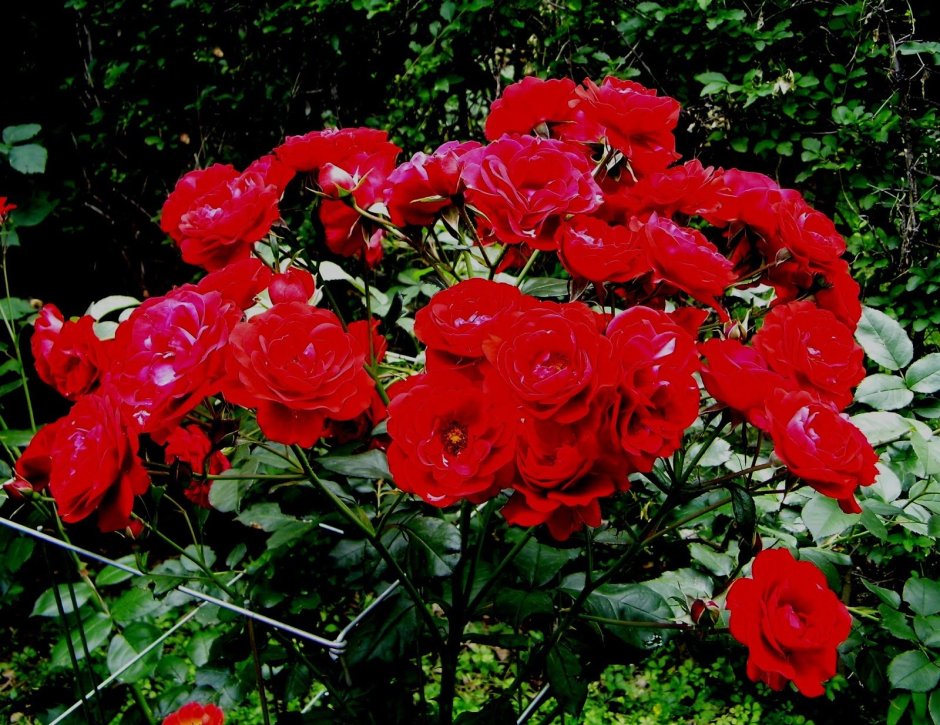 Роза Европеана