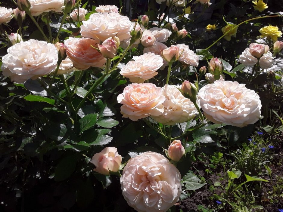 Роза флорибунда Пастелла