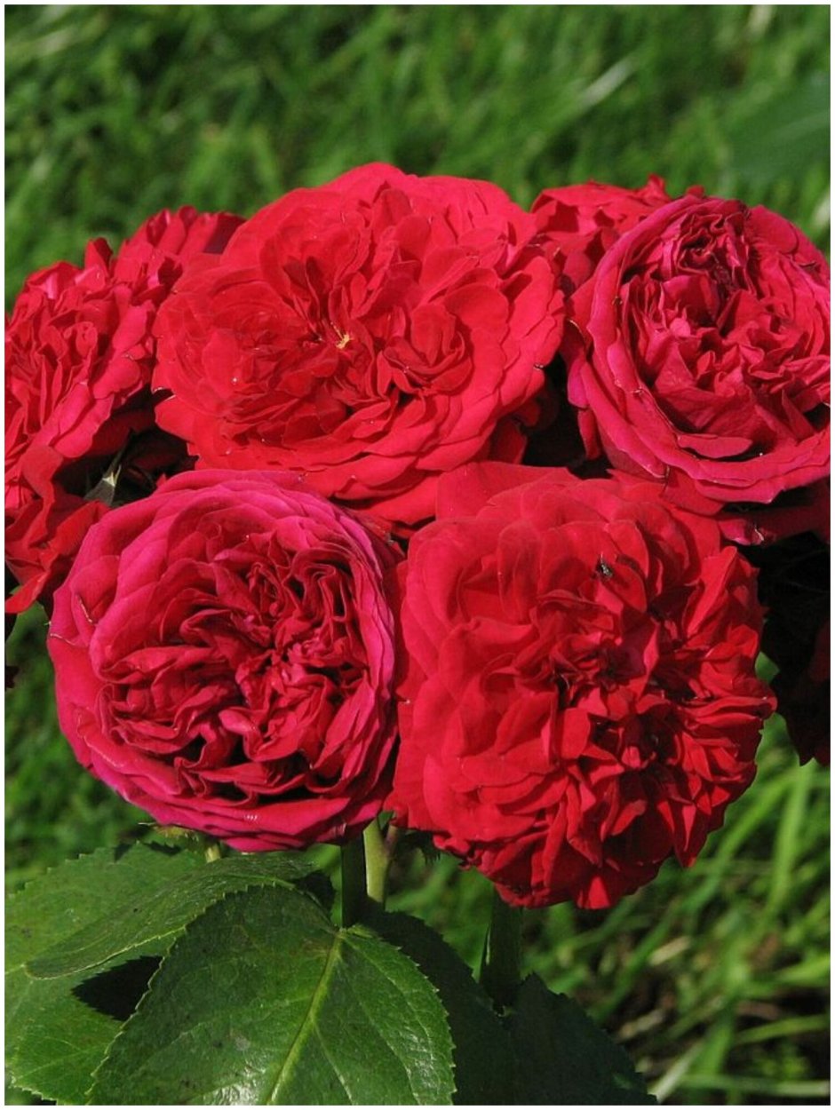Роза флорибунда Роткепчен
