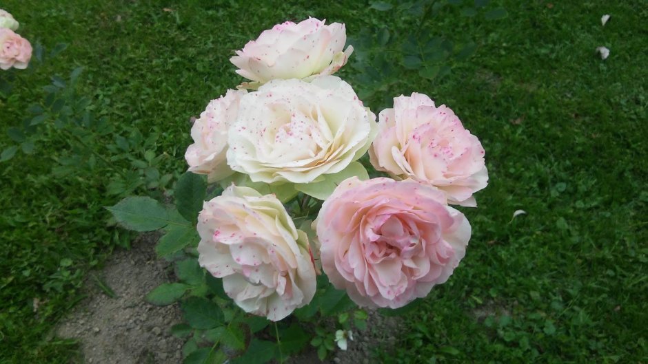 Роза Пастелла энциклопедия роз