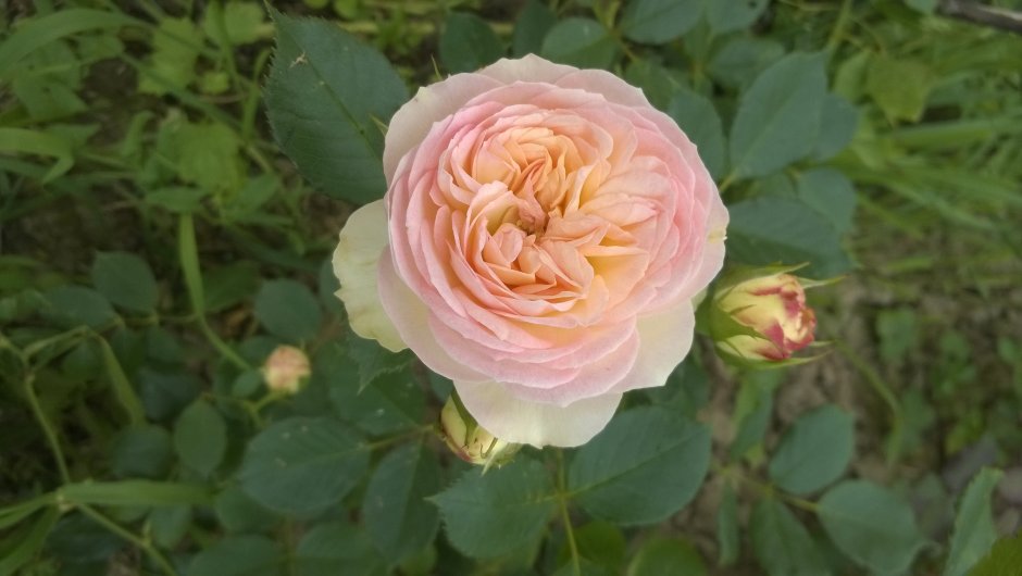 Rosen Tantau / роза pastella