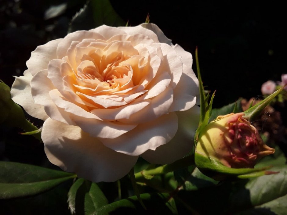Роза сорт Пастелла
