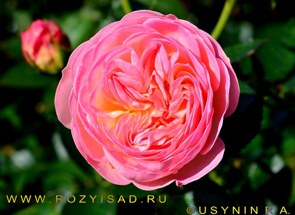 Роза флорибунда пастелла