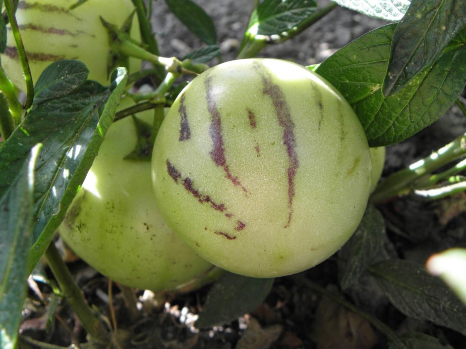 Пепино (Solanum muricatum)