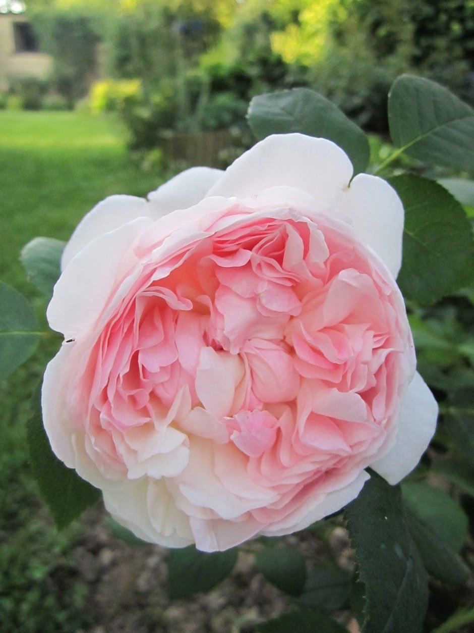 Английская роза Барбара Остин