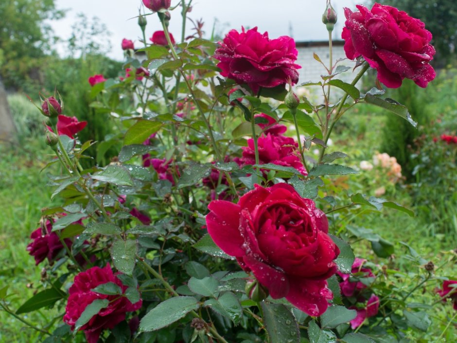 Сорт розы Дарси Басселл