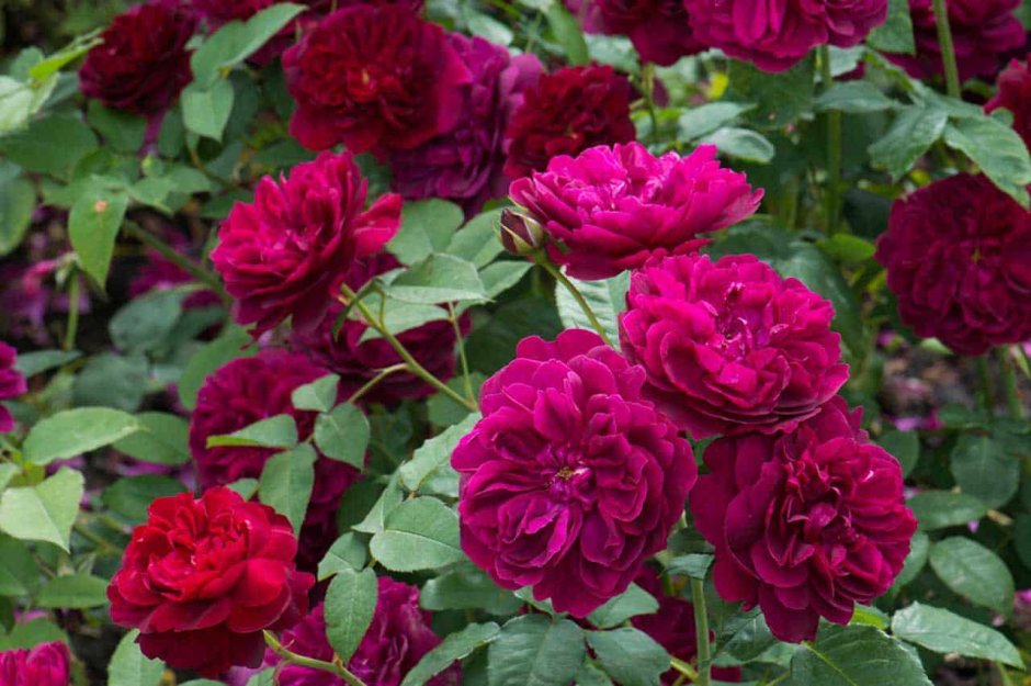 Сорт розы Дарси Басселл