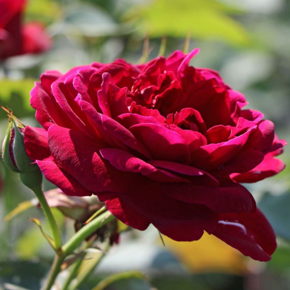 Роза английская Парковая Дарси Басселл