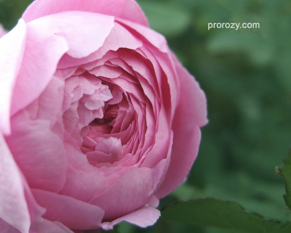 Роза английская розовая "Алан Тичмарш"