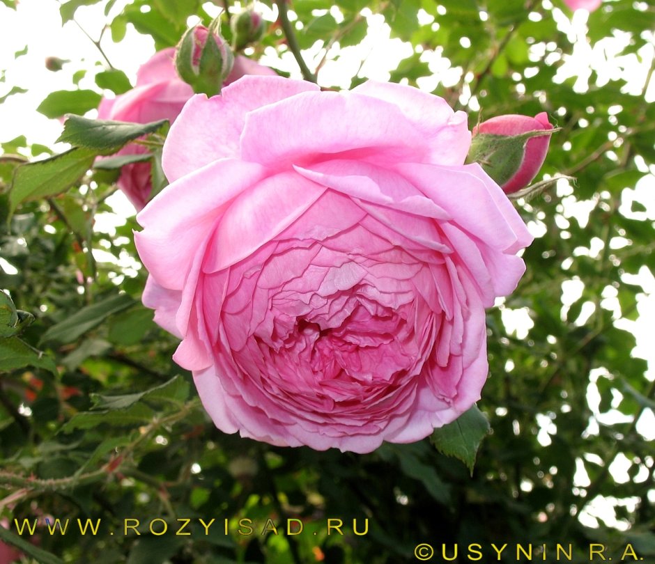 Роза английская душистая Бардолино (Алан Тичмарш)