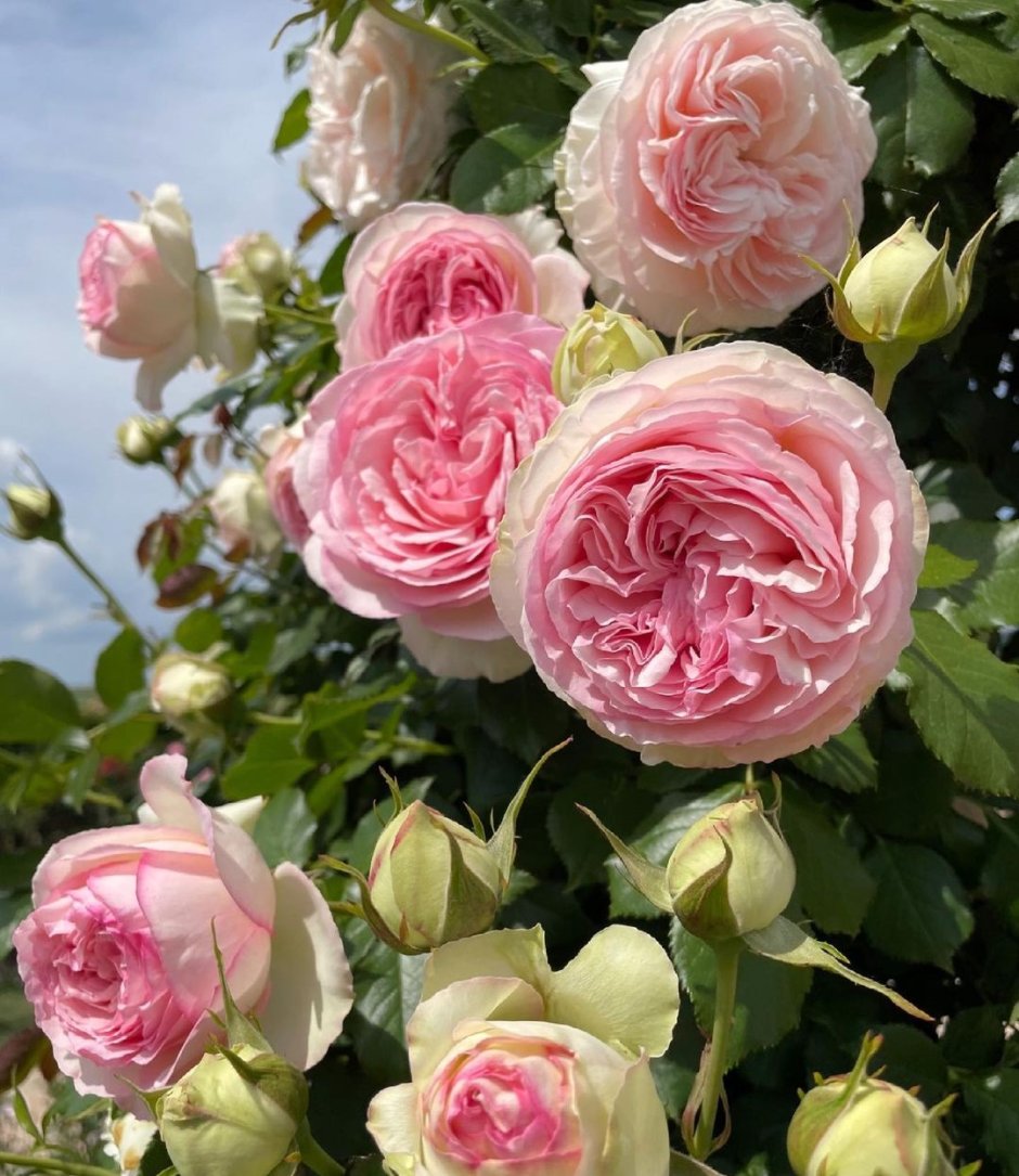 Плетистая роза Пьер де Ришар