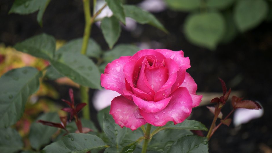 Роза нефрит