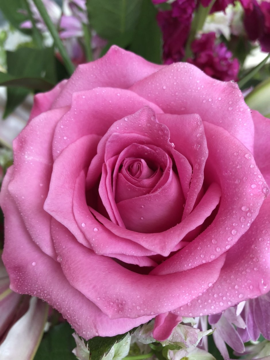 Роза лилак топаз
