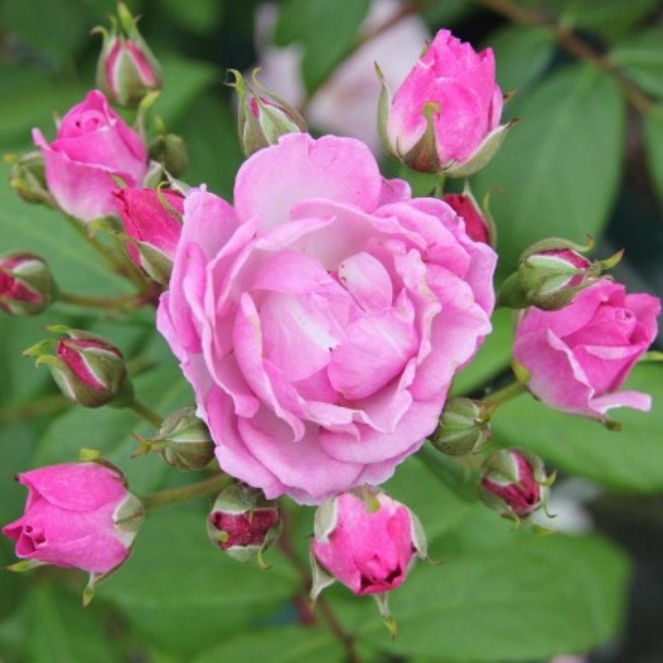 Лилак Роуз (Lilac Rose)