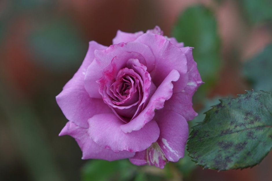 Бутон розы "Lilac" (Standard)