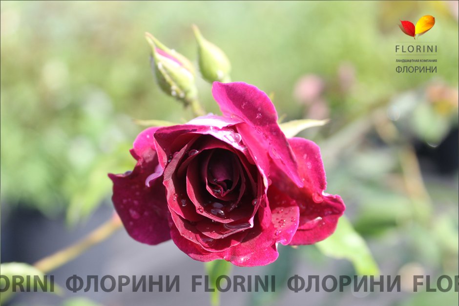 Лондон Белл роза