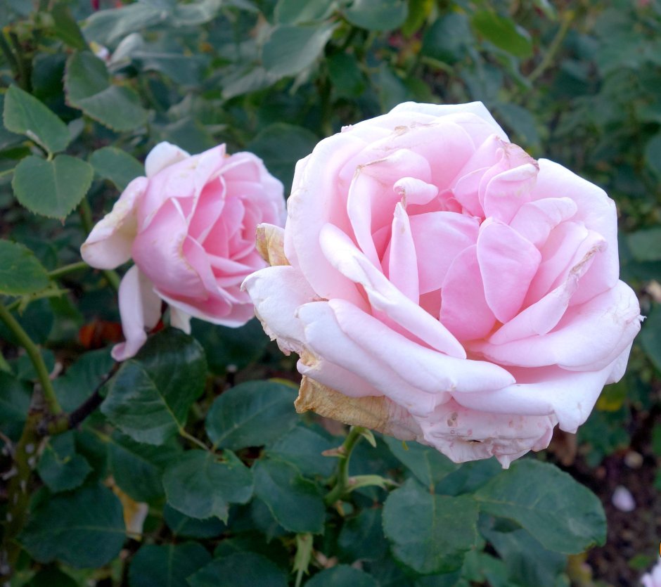 Риджентс парк роза пионовидная