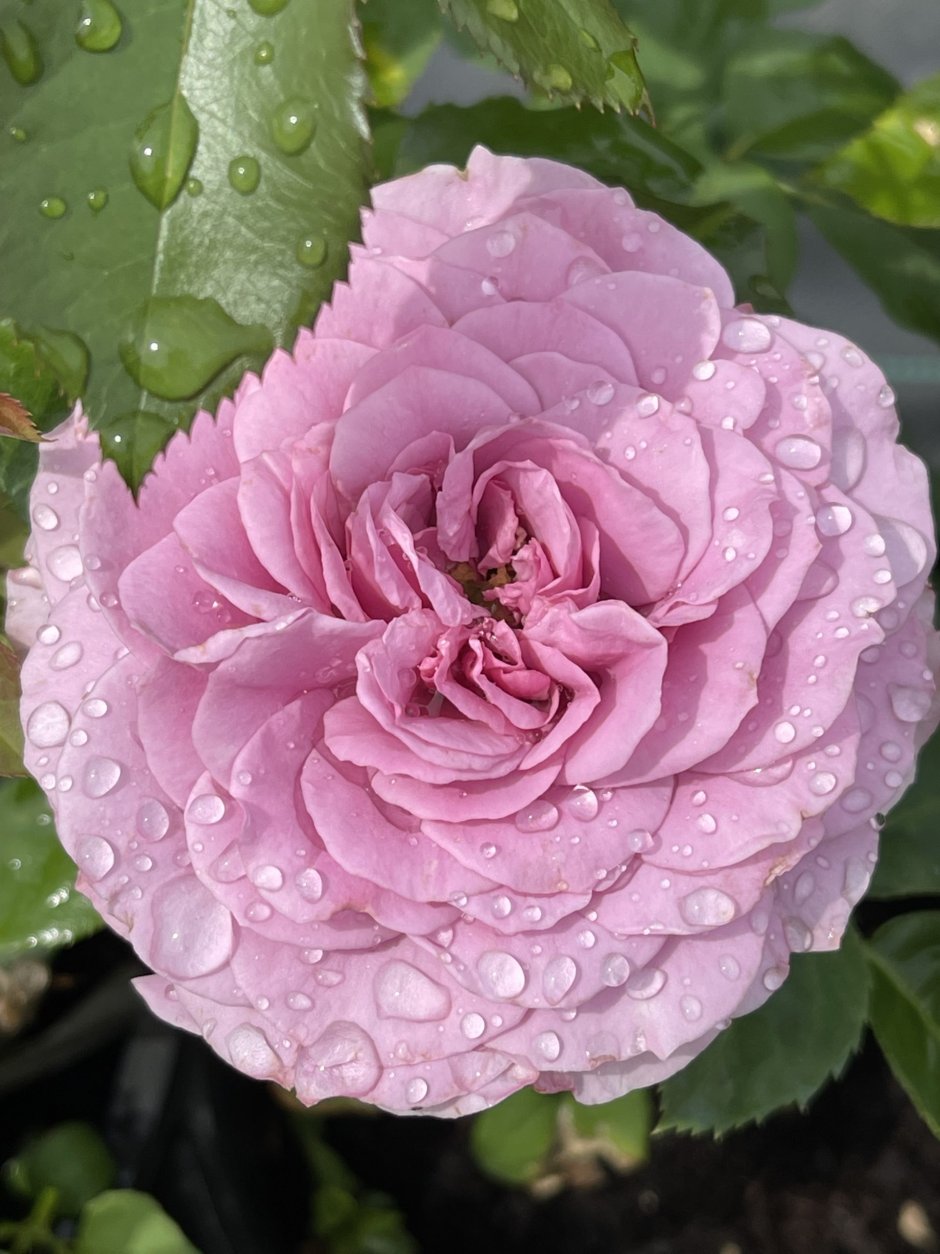 Роза Lavender Ice Tantau патио