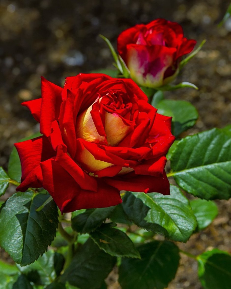 Роза мастед