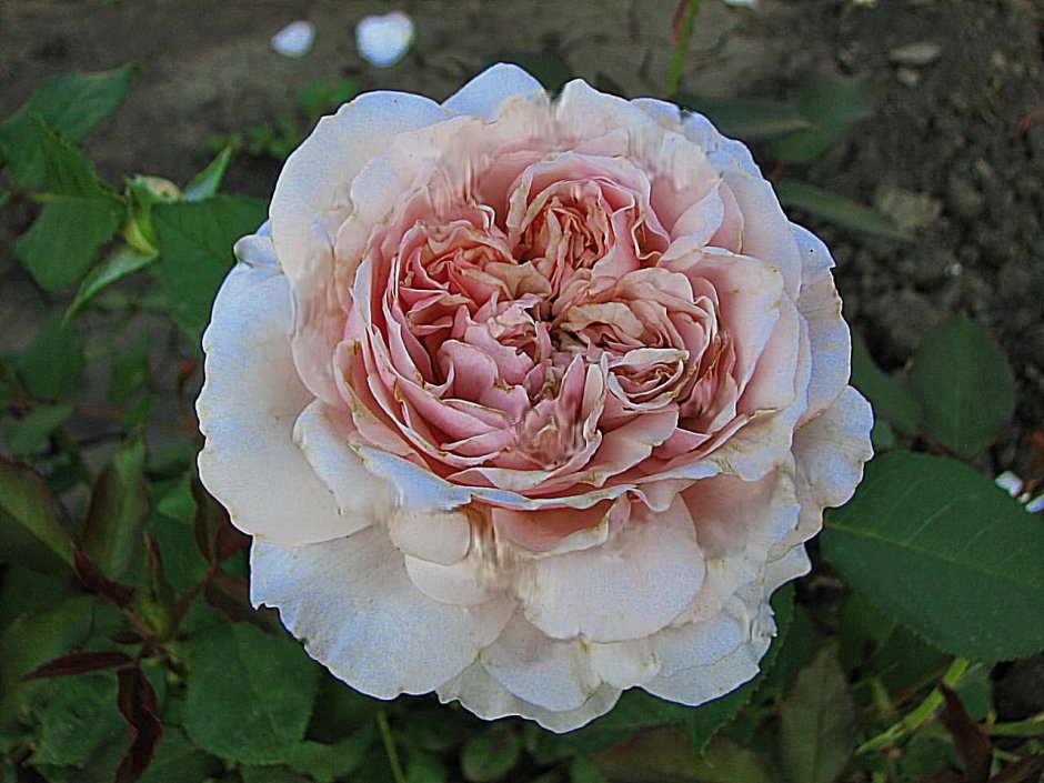Пионовидная роза Каталина