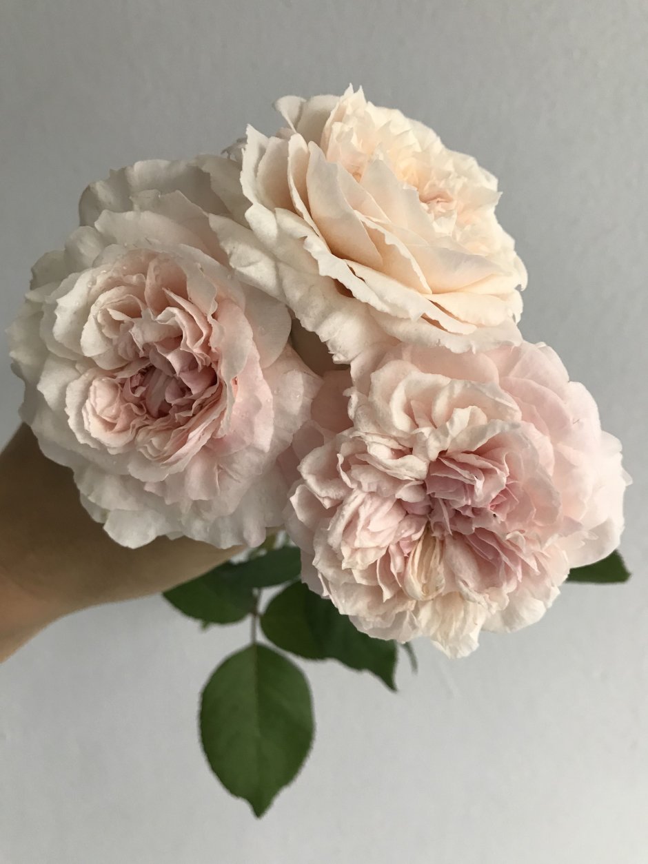 Английская роза Rosalind
