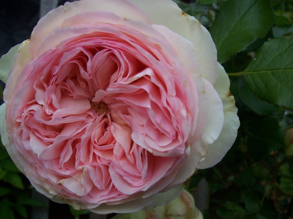 Роза розалинд