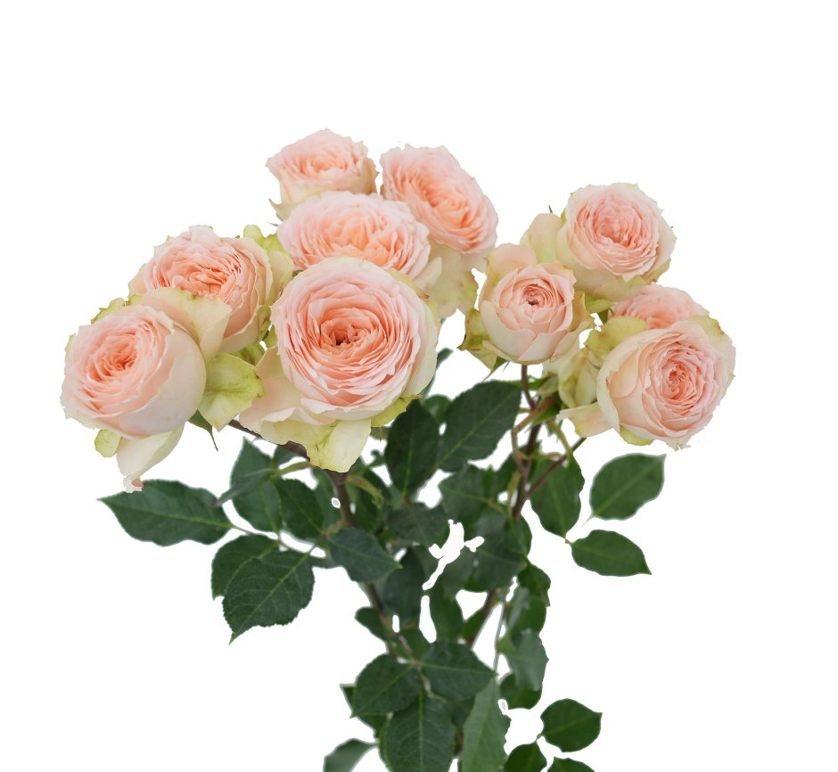 Кустовая пионовидная роза Джульетта