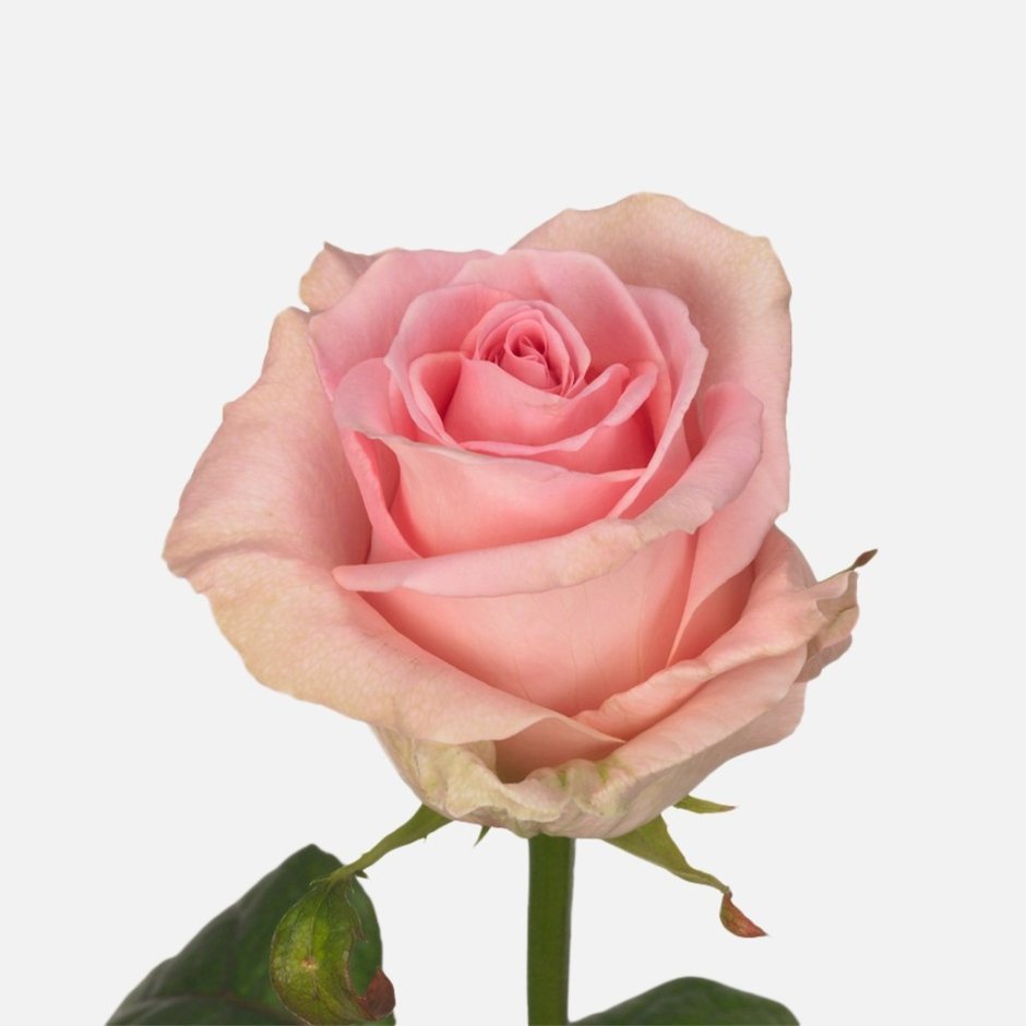Роза одноголовая розовая